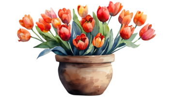 Beautiful watercolor tulip flowers in a pot on a transparent background png