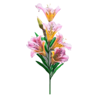 Alstroemeria Alstroemeria spp with trumpet shaped flowers in a variety of colors from soft pastels png