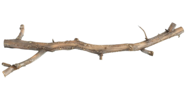 A Twig Branch with no Leaves on it png