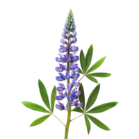 Lupine Flower Isolated on Transparent Background png