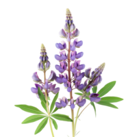 Lupine Flower Isolated on Transparent Background png