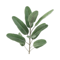Sage Herb on Transparent Background png