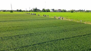 Aerial view A field where different types of grain crops are grown. Experimental plots of cultivated wheat. video