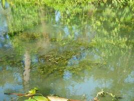 The puddles have green seaweed, grass, and moss photo