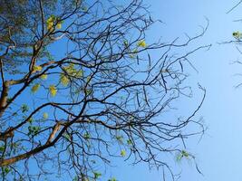 tree branches with blue sky in the background photo