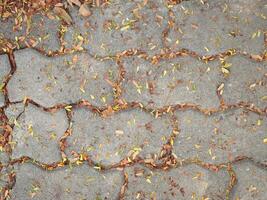 paving brick worm with fallen leaves photo
