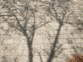 abstract photograph of the shadows of the trees cast across the brick block courtyard photo