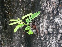 tamarind tree trunk It has black, rough bark photo