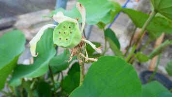 seeds, torus and pod of lotus flower photo
