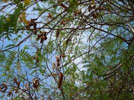 Tamarind, branches and leaves The background is a bright blue sky photo