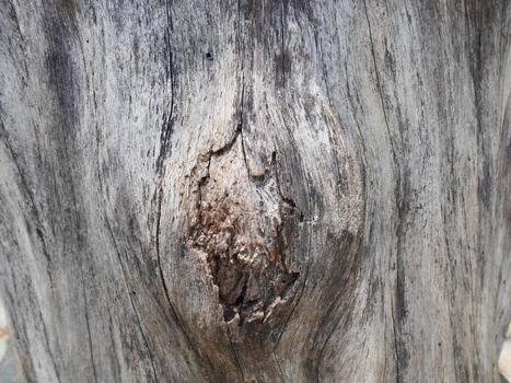 patrones y líneas en el ladrar de arboles foto