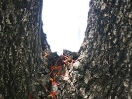 Close-up photo of tree fork of tamarind tree