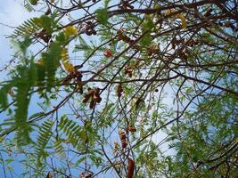 Tamarind, branches and leaves The background is a bright blue sky photo