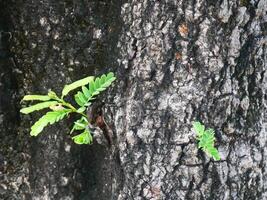 tamarind tree trunk It has black, rough bark photo