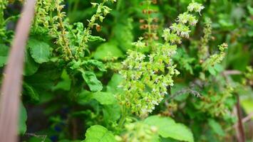 holy basil flower and green leaves in the garden photo