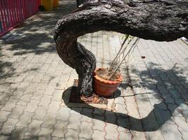 tree trunk is bent and the shadows are strange and beautiful photo