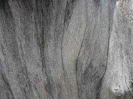Patterns and lines on the bark of trees photo