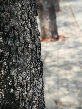 tamarind tree trunk It has black, rough bark photo