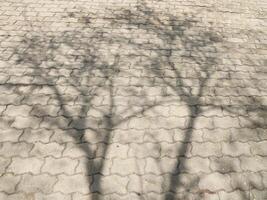 abstract photograph of the shadows of the trees cast across the brick block courtyard photo