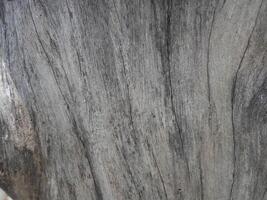 Patterns and lines on the bark of trees photo
