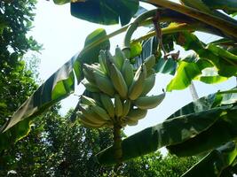 Banana bunches hanging from banana trees photo
