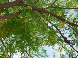 Tamarind flowers and leaves are on a tamarind tree with the sky in the background photo