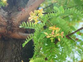 Tamarind flowers and leaves on the tamarind tree photo