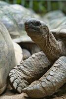 Closeup of the aldabra land giant tortoise head and neck inside the botanical garden, Mahe Seychelles photo