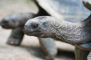 Closeup of the aldabra land giant tortoise head and neck inside the botanical garden, Mahe Seychelles photo