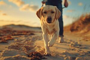 A dog running and playing fetch with its owner on the sandy shore photo