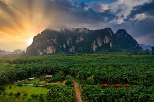 Aerial top view of mountains and palm tree at sunset photo