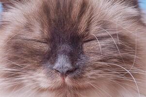 A macro photo of a beige and brown cat on a blue background.