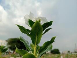 beautiful white flowers in the cemetery garden and well cared for. Jakarta, April 16 2024 photo