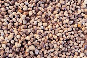 Background of many sea shells. Natural pattern, many snail shells on the sand on the shore texture photo