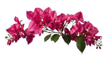 Beautiful Bougainvillea Isolated Transparent Background png
