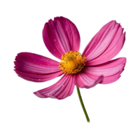 Beautiful Cosmos Flower Isolated On Transparent Background png