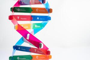 DNA or Deoxyribonucleic acid is a double helix chains structure formed by base pairs attached to a sugar phosphate backbone. photo