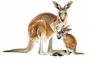 Kangaroo with joey in belly front bag isolated on white background. photo