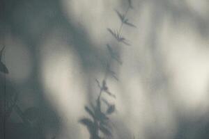 Natural leaves flower shadow silhouette against gray rustic old wall texture abstract background. photo