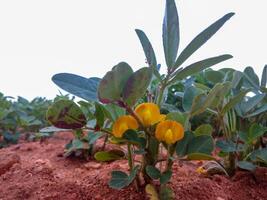 Plants of the peanut on a plantation during flowering close-up from low point of shooting photo