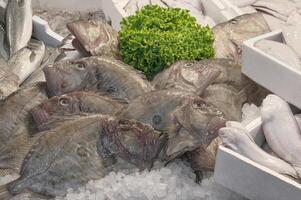 John Dory or Zeus faber cooled with ice on Fishmonger's slab at the seafood market. photo