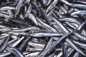 The Eupopean Anchovy or Engraulis Encrasicolus at the local seafood market. Fresh fish concept. photo