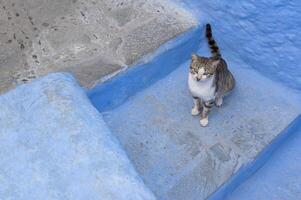 Cute cat standing on stairway in the blue city of Chefchaouen, Morocco. The concept of pets. Banner with some copy space. photo