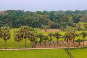 Beautiful green rice field in the morning at Khulna Jashore, Bangladesh photo