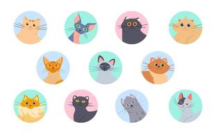 Cats avatars. Funny kittens of various breeds, user profile images. Isolated domestic cat set vector