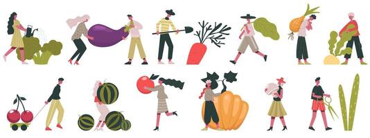Harvesting vegetables. Fall harvesting, fruits and vegetables cultivation, people working on farm illustration. Gardeners with autumn harvest vector