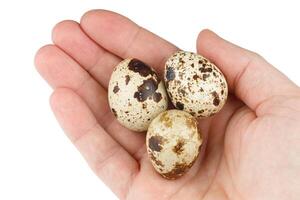 Quail eggs in hand on white background isolate. photo
