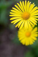 Yellow daisy in the garden. Shallow depth of field. photo