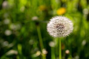 Dandelion in the meadow on a background of green grass photo