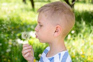 Cute little blond boy blowing a dandelion in the summer garden. photo